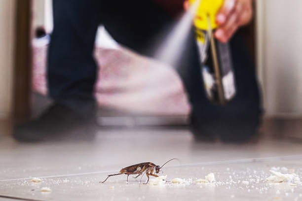 Flea Control Services in Northridge, OH